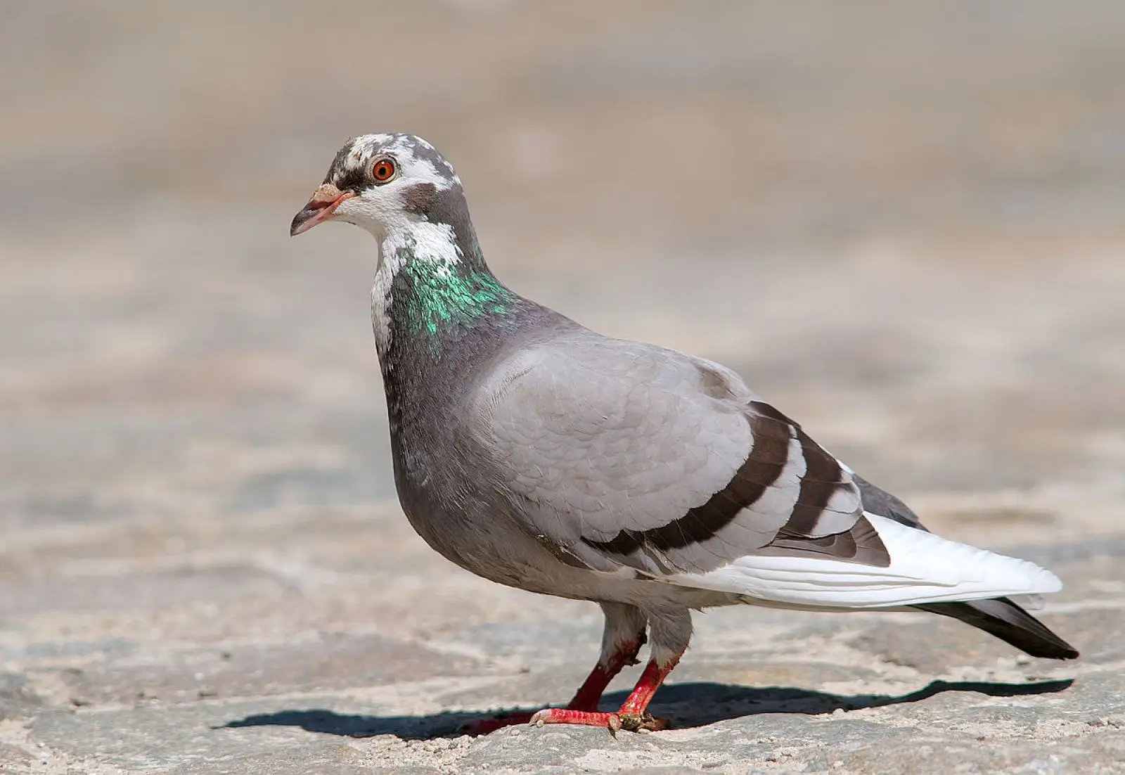 Pigeon domestique