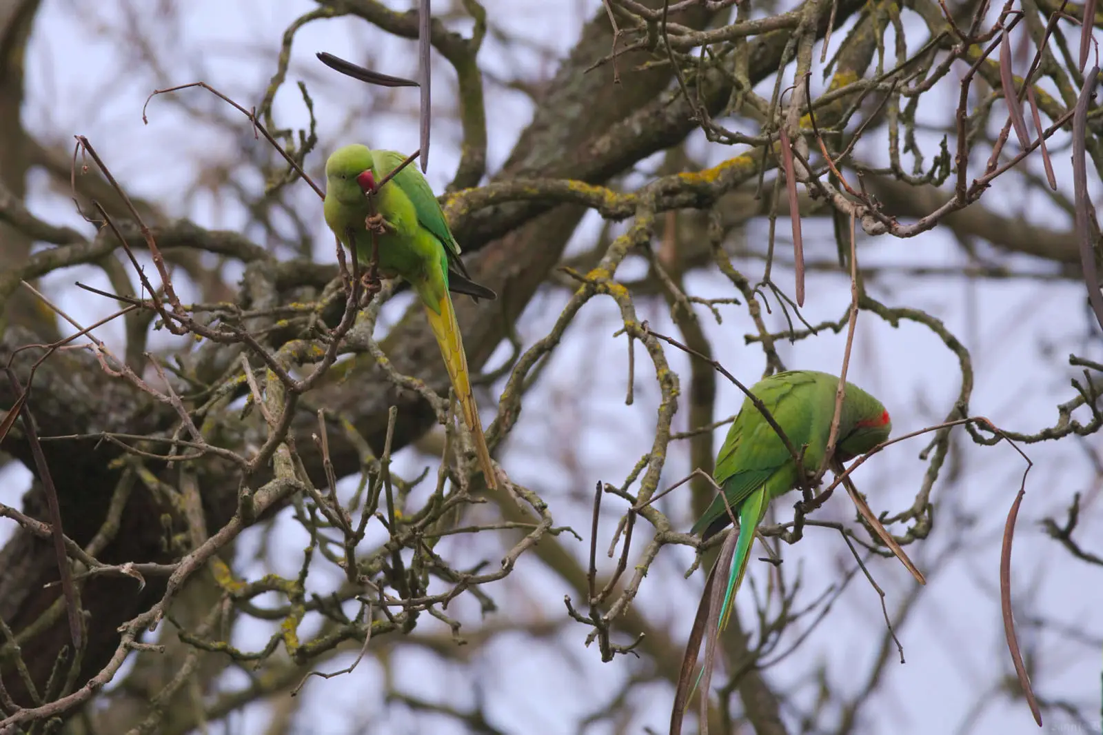 Rose-Ringed-Parakeet-India 01