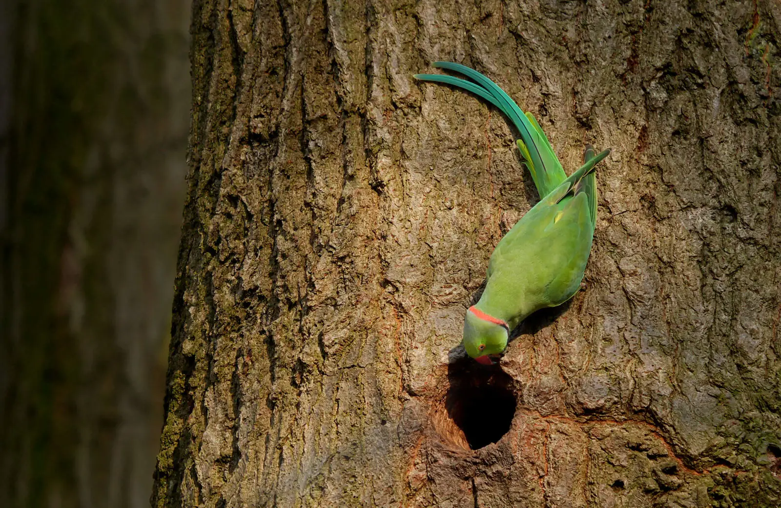Rose-Ringed-Parakeet-India 02