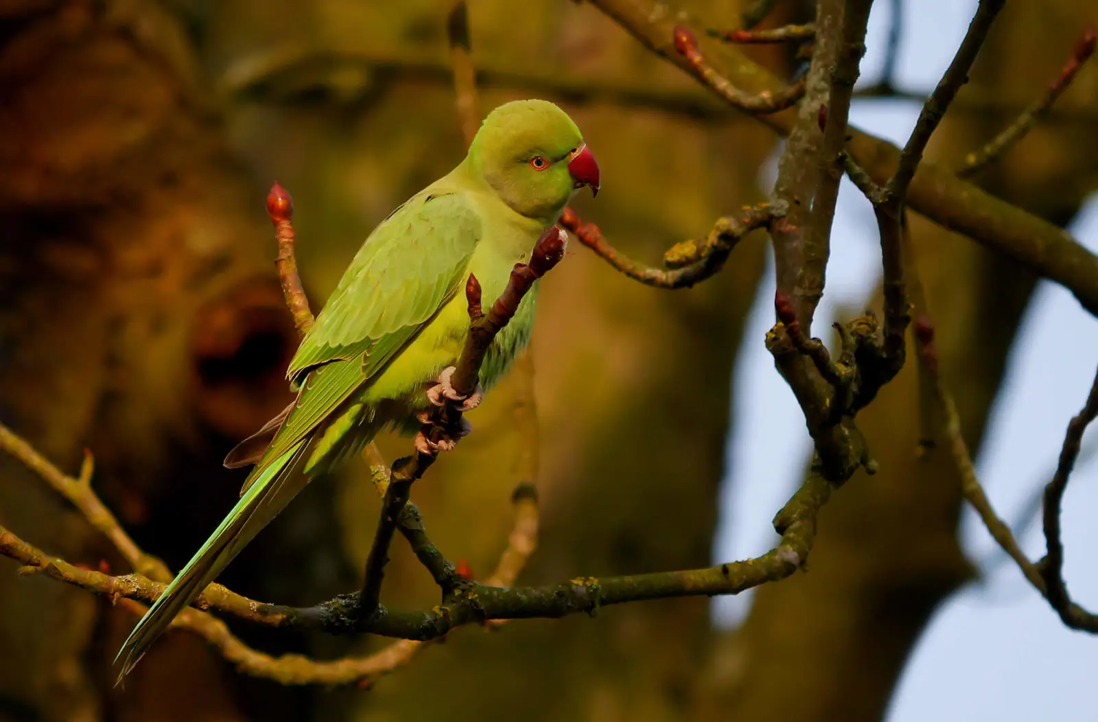 Rose-Ringed-Parakeet-India 03