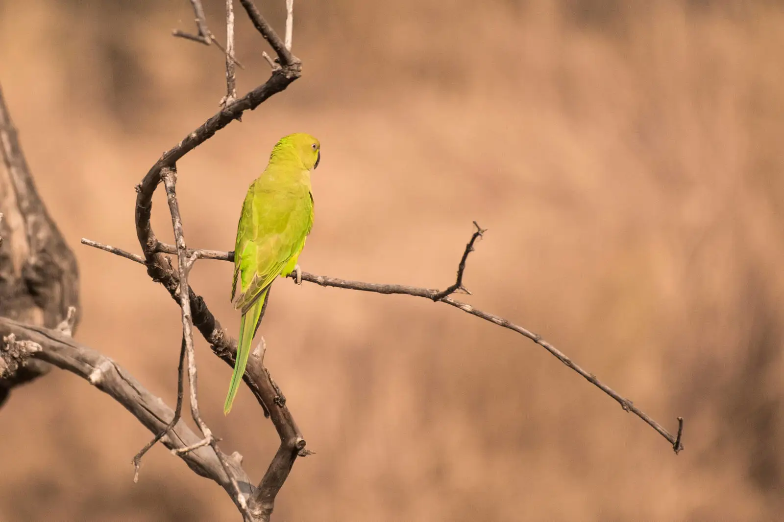 Rose-Ringed-Parakeet-India 04