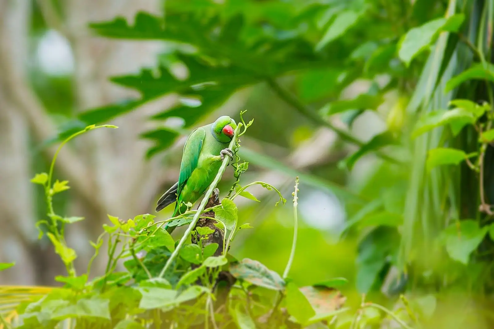 Rose-Ringed-Parakeet-India 06