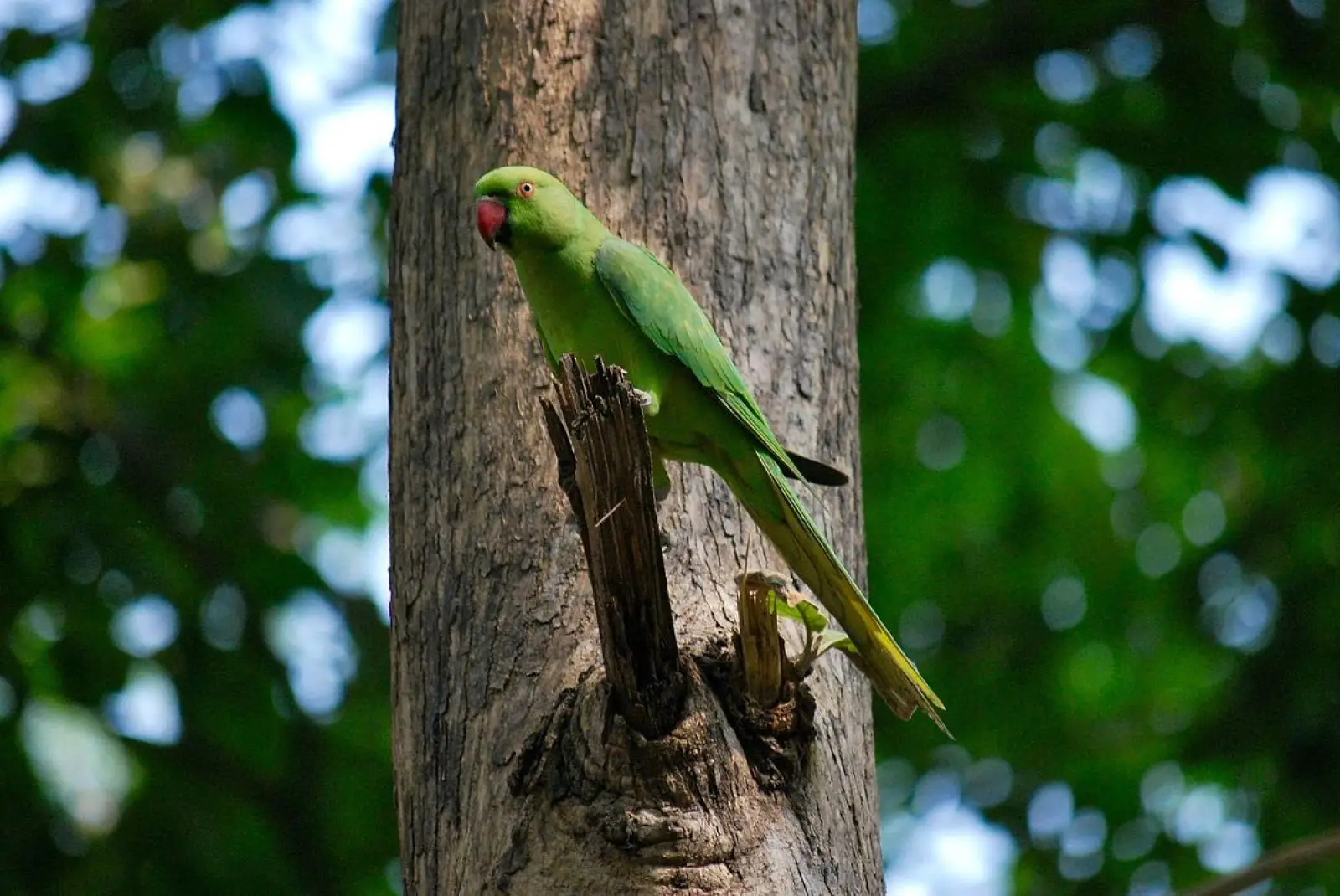 Rose-Ringed-Parakeet-India 07