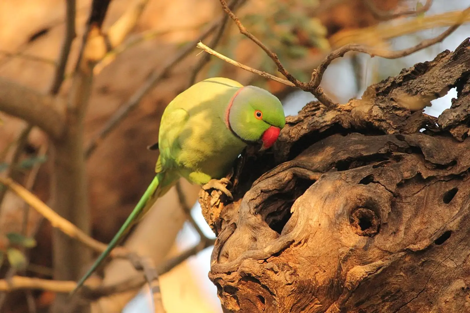 Rose-Ringed-Parakeet-India 08