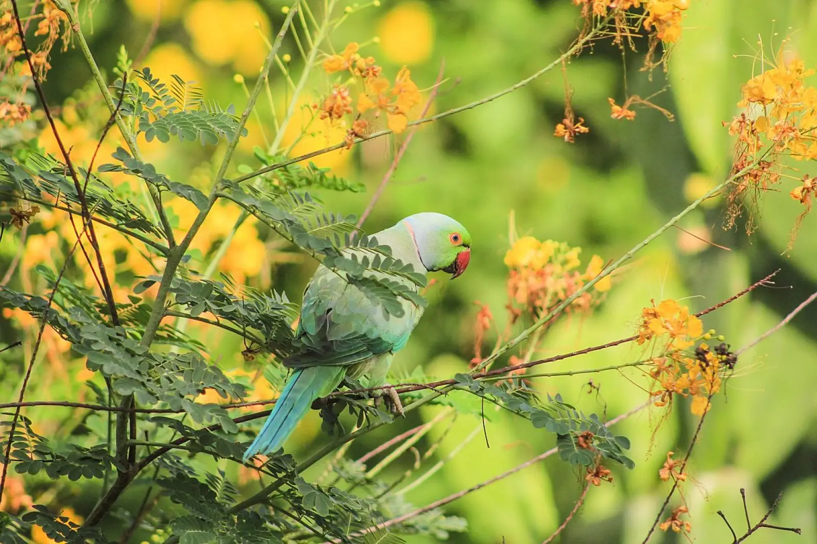 Rose-Ringed-Parakeet-India 09