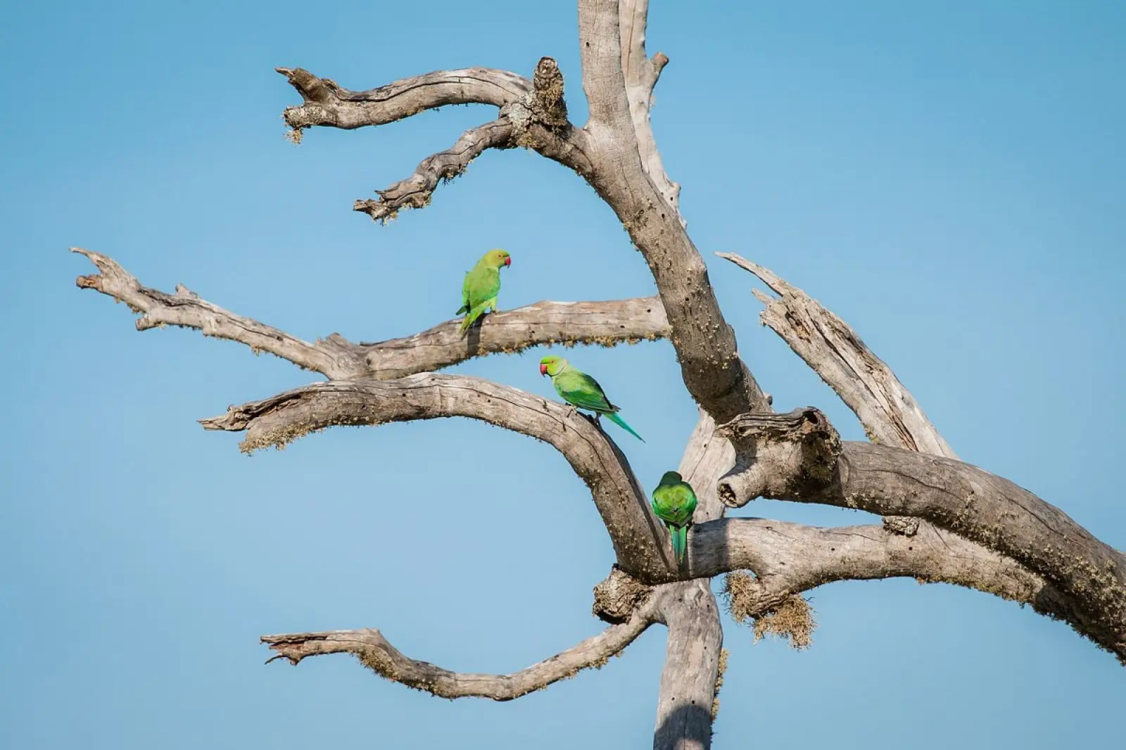 Rose-Ringed-Parakeet-India 10