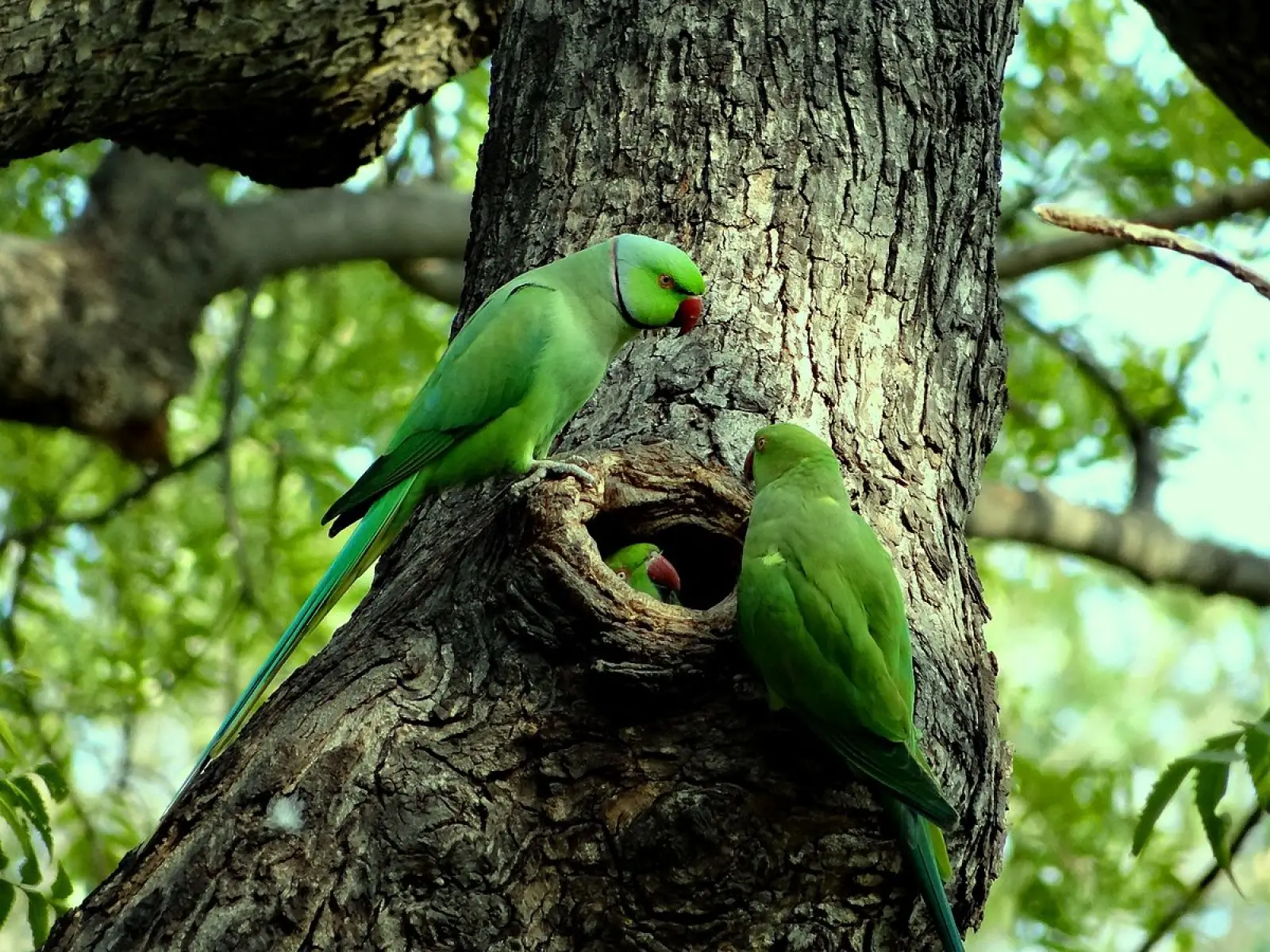 Rose-Ringed-Parakeet-India 11