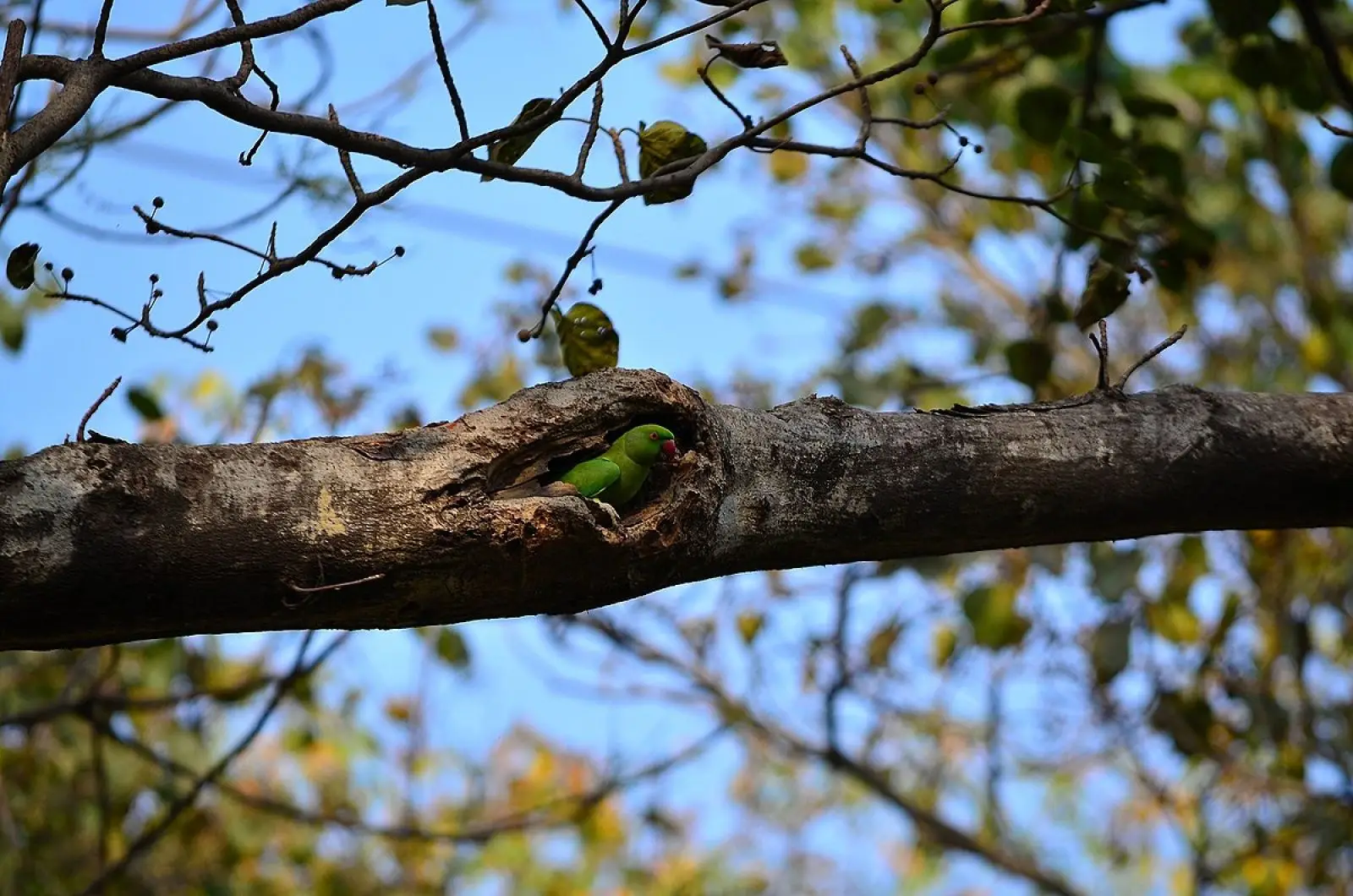Rose-Ringed-Parakeet-India 12
