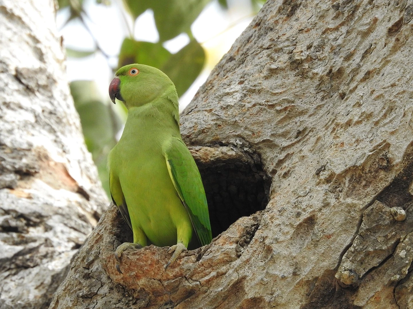 Rose-Ringed-Parakeet-India 13