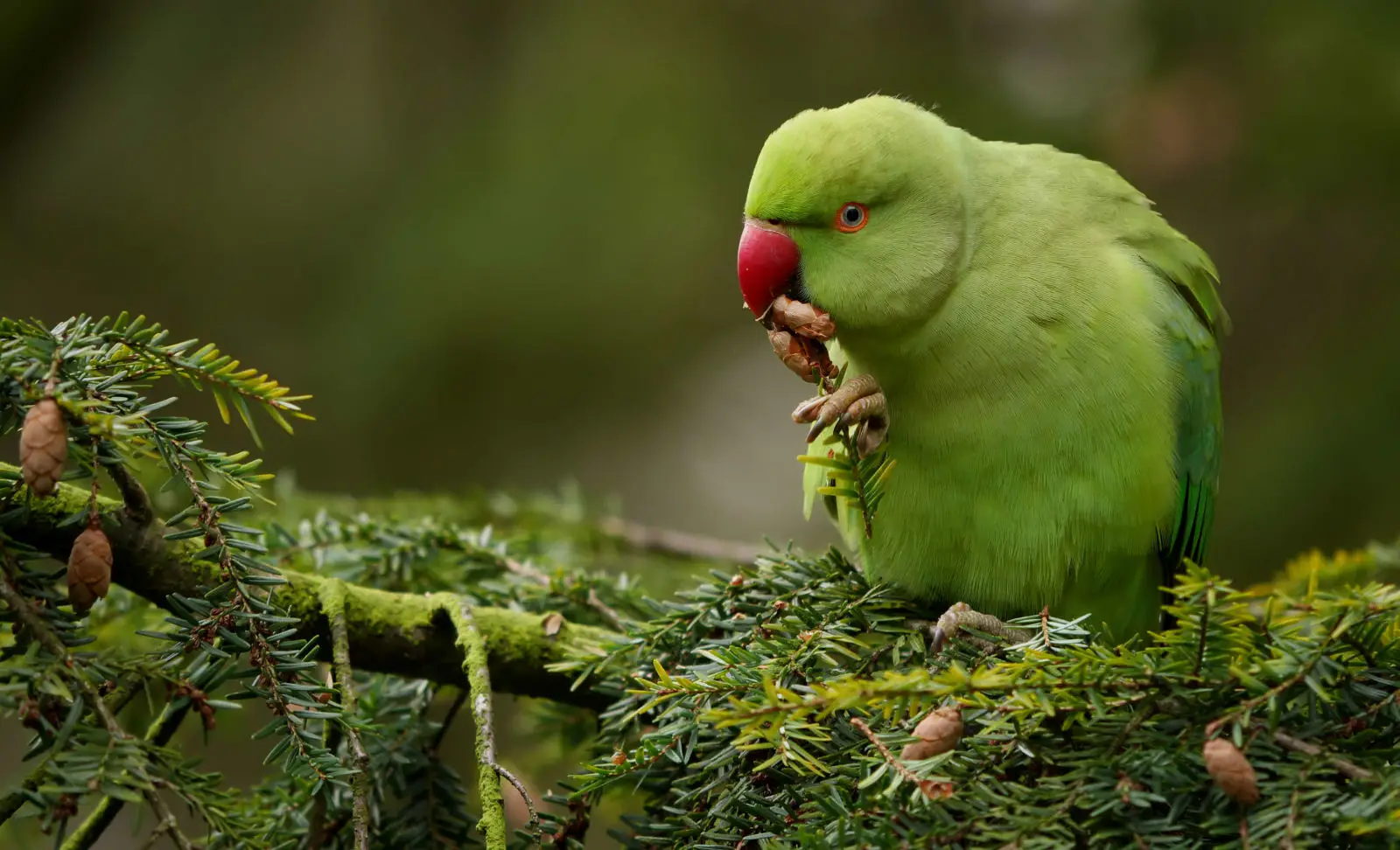 Rose-Ringed-Parakeet 01