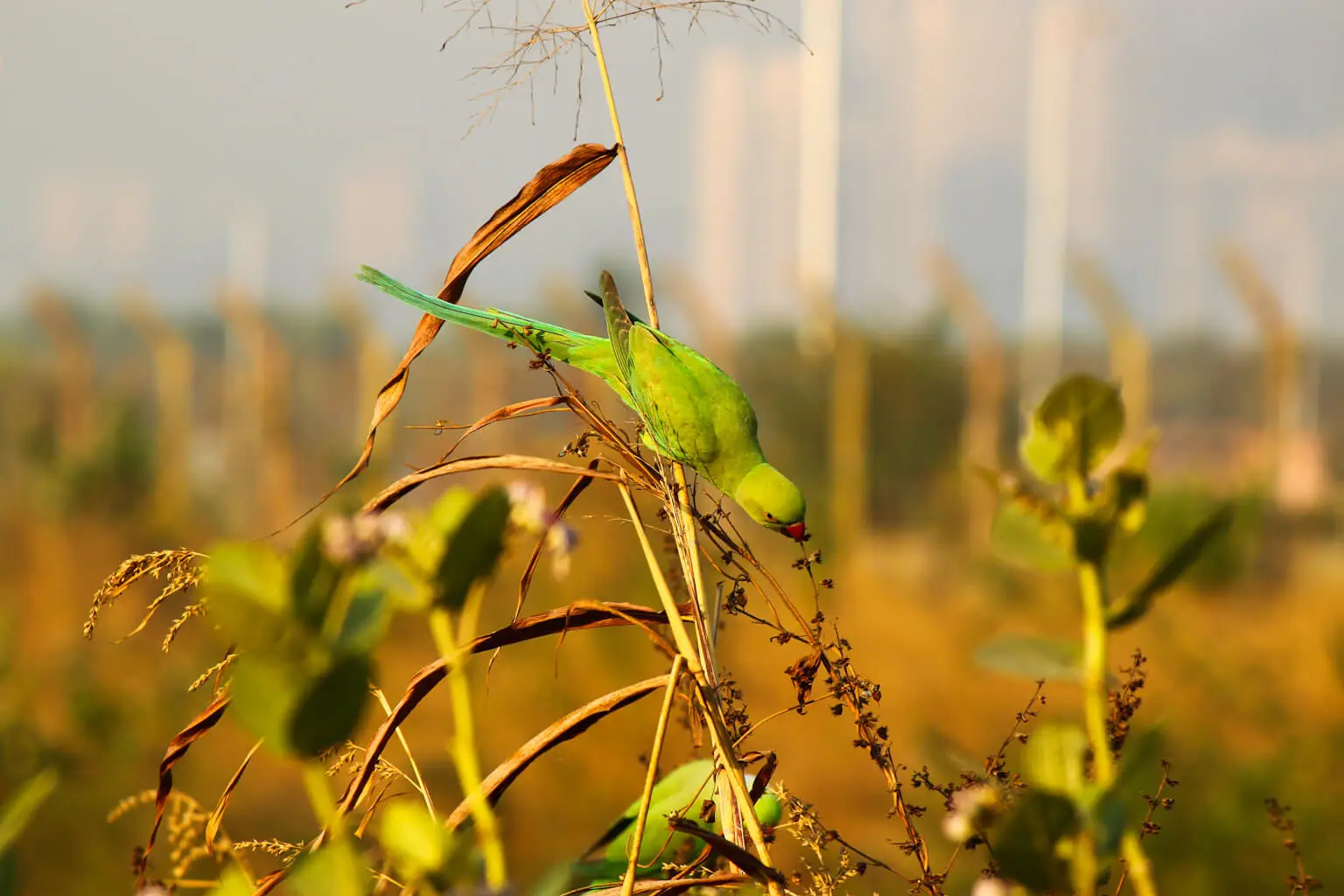 Rose-Ringed-Parakeet 02