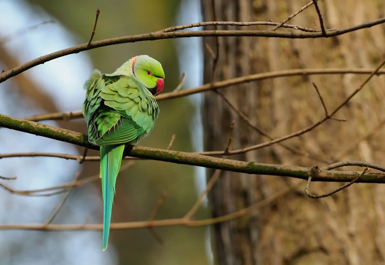 Rose-Ringed-Parakeet 03