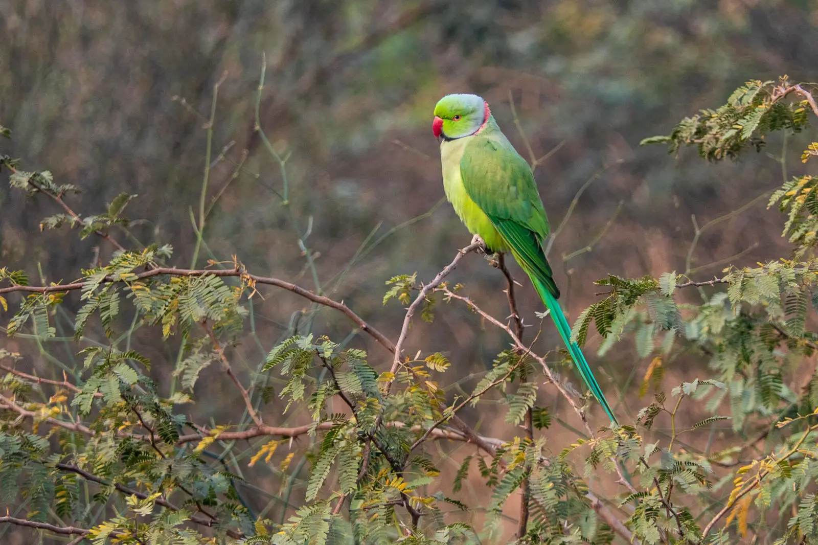 Rose-Ringed-Parakeet 04