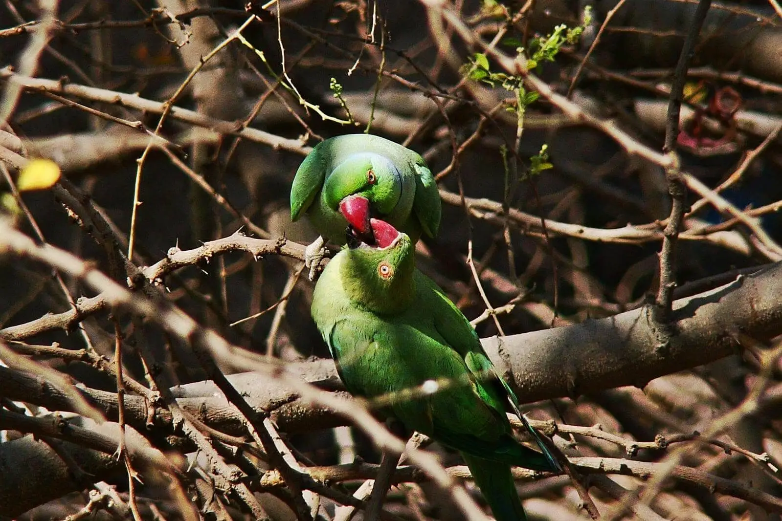 Rose-Ringed-Parakeet 05