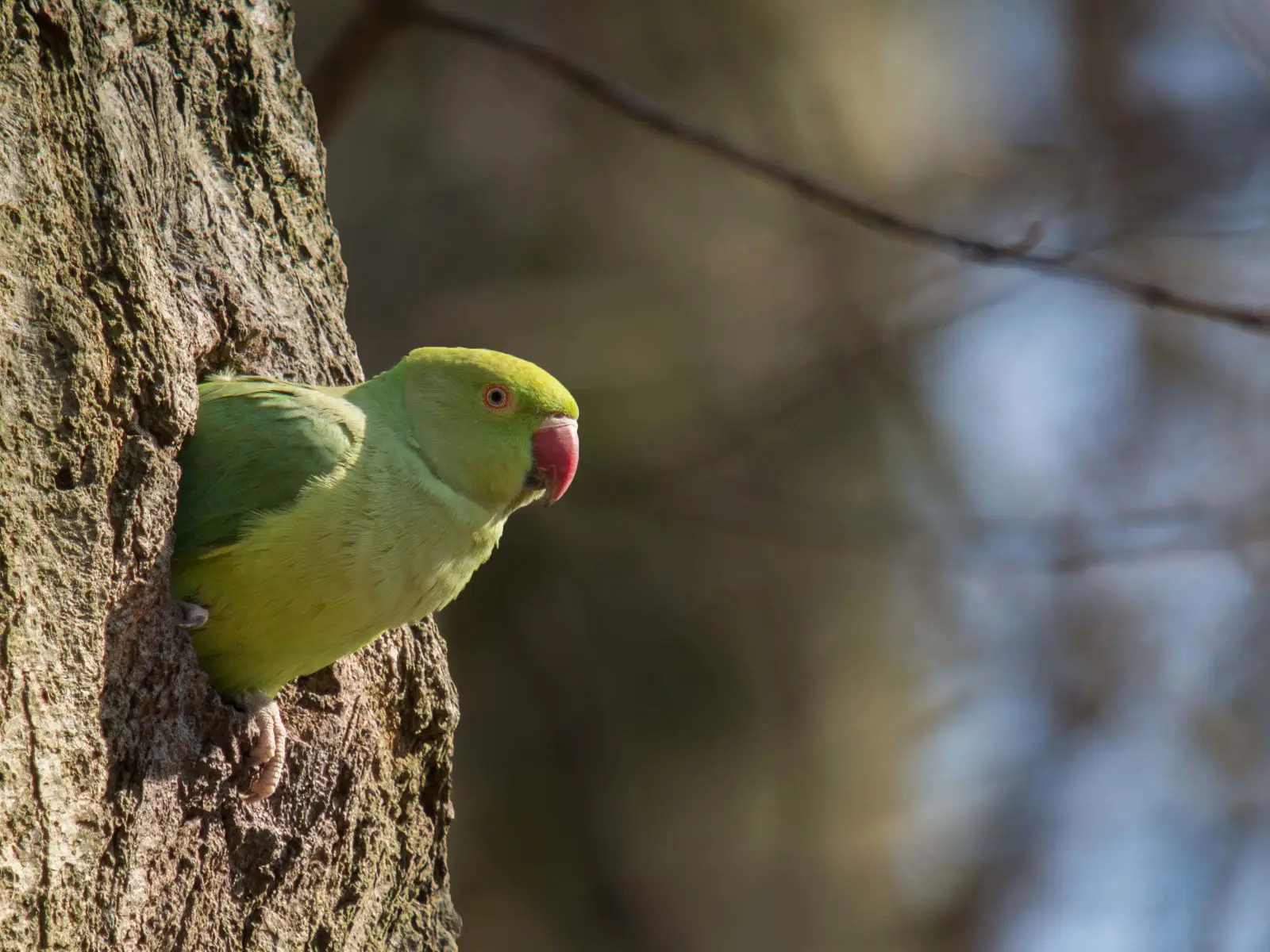 Rose-Ringed-Parakeet 06