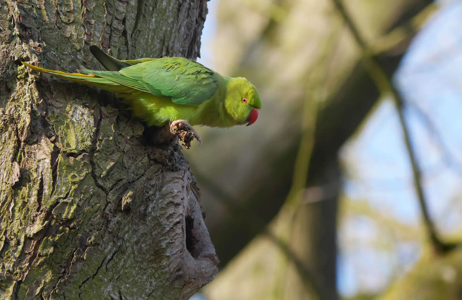 Rose-Ringed-Parakeet 07