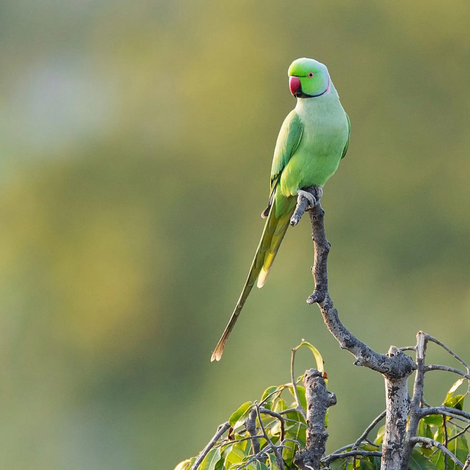 Rose-Ringed-Parakeet 08
