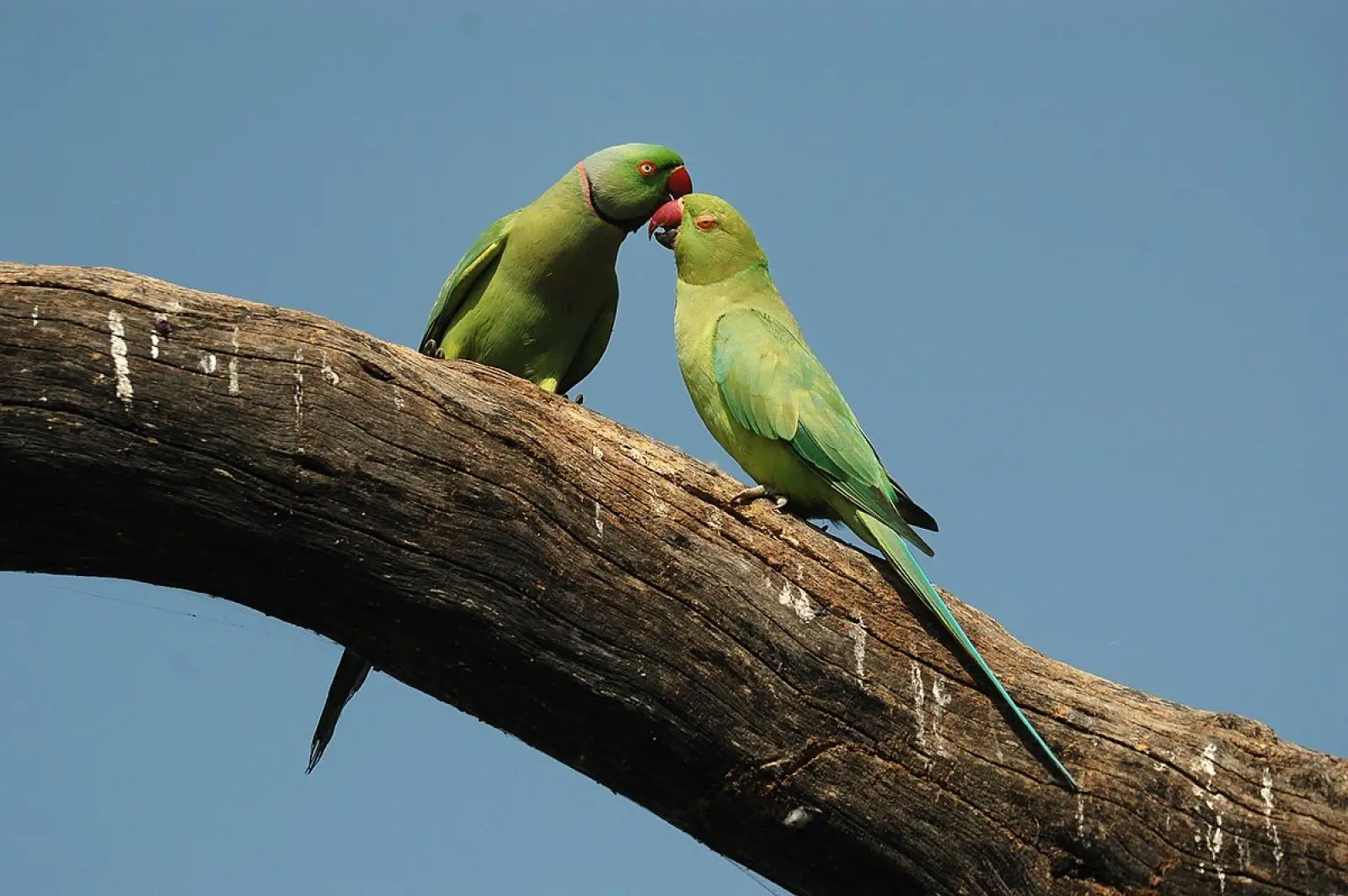 Rose-Ringed-Parakeet 09
