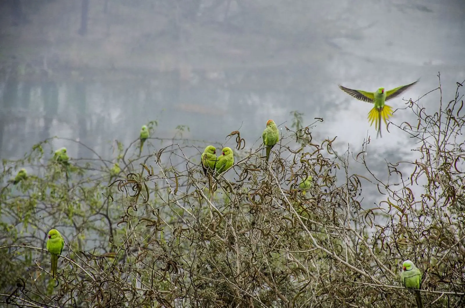 Rose-Ringed-Parakeet 10