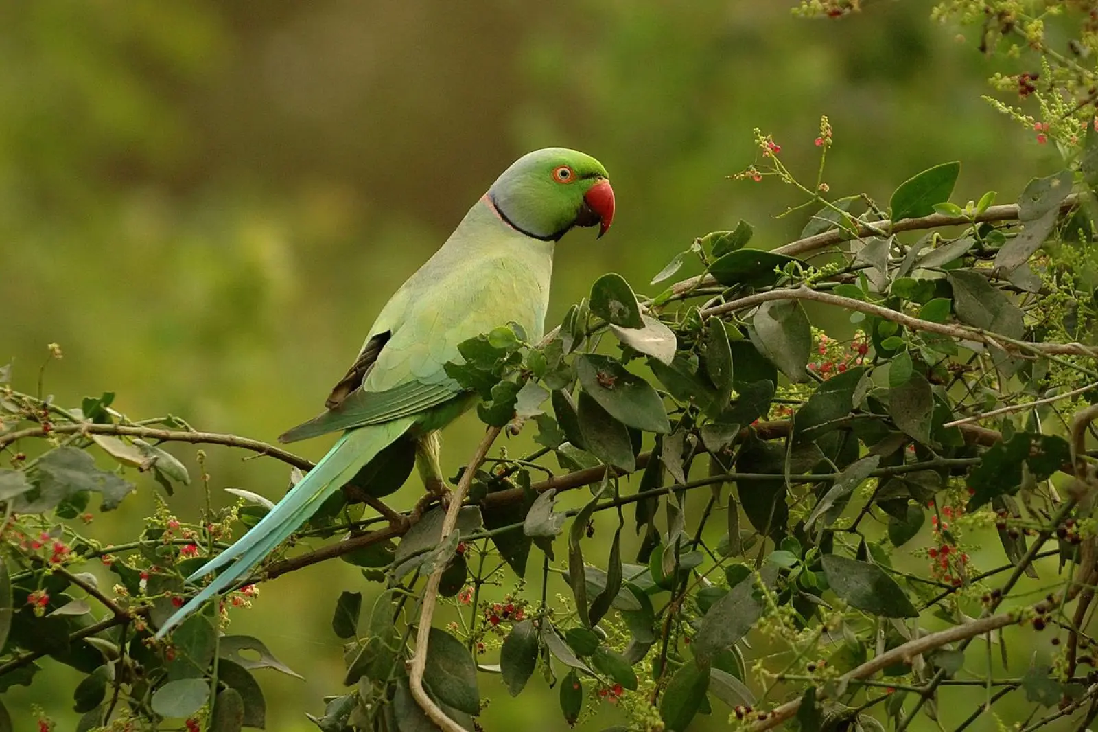 Rose-Ringed-Parakeet 11