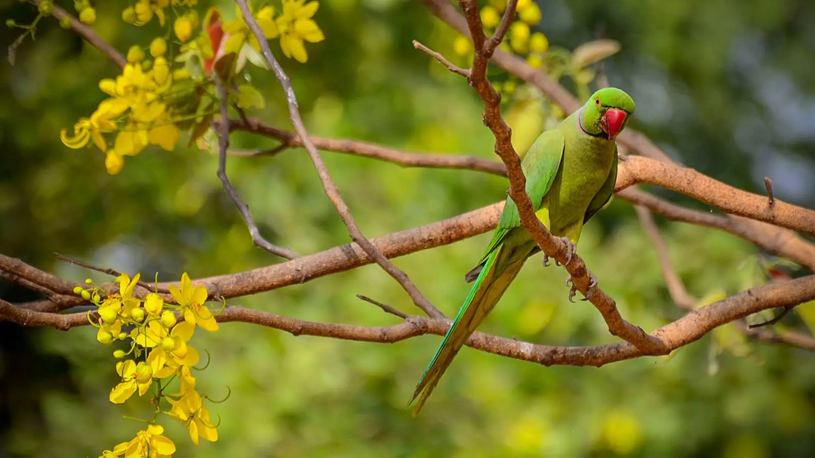Rose-Ringed-Parakeet 12