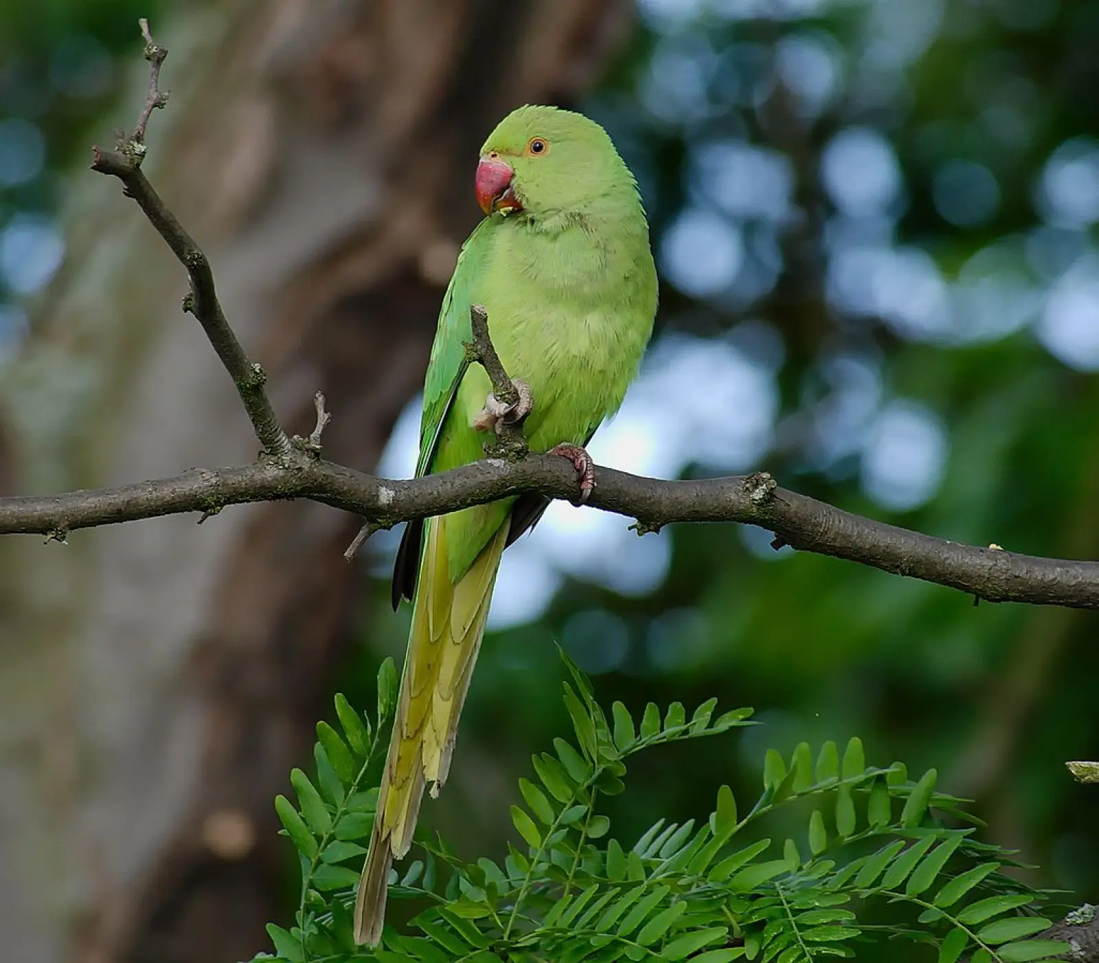 Rose-Ringed-Parakeet 13