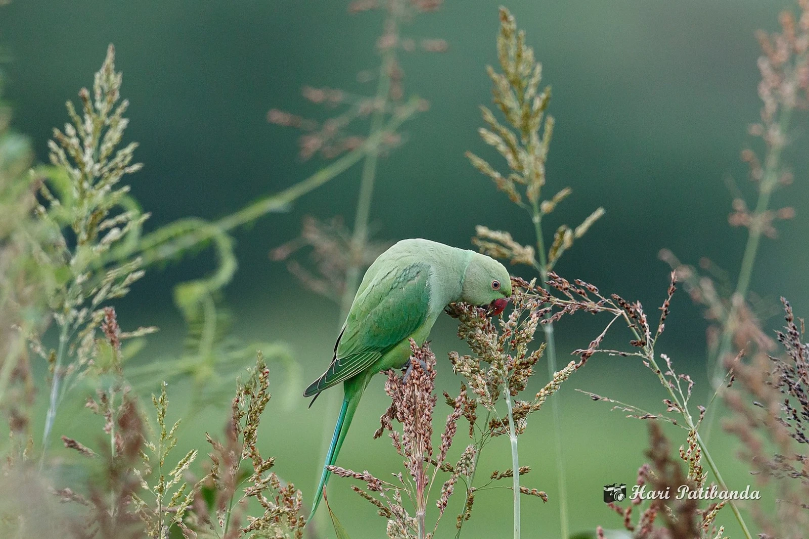 Rose-Ringed-Parakeet 14
