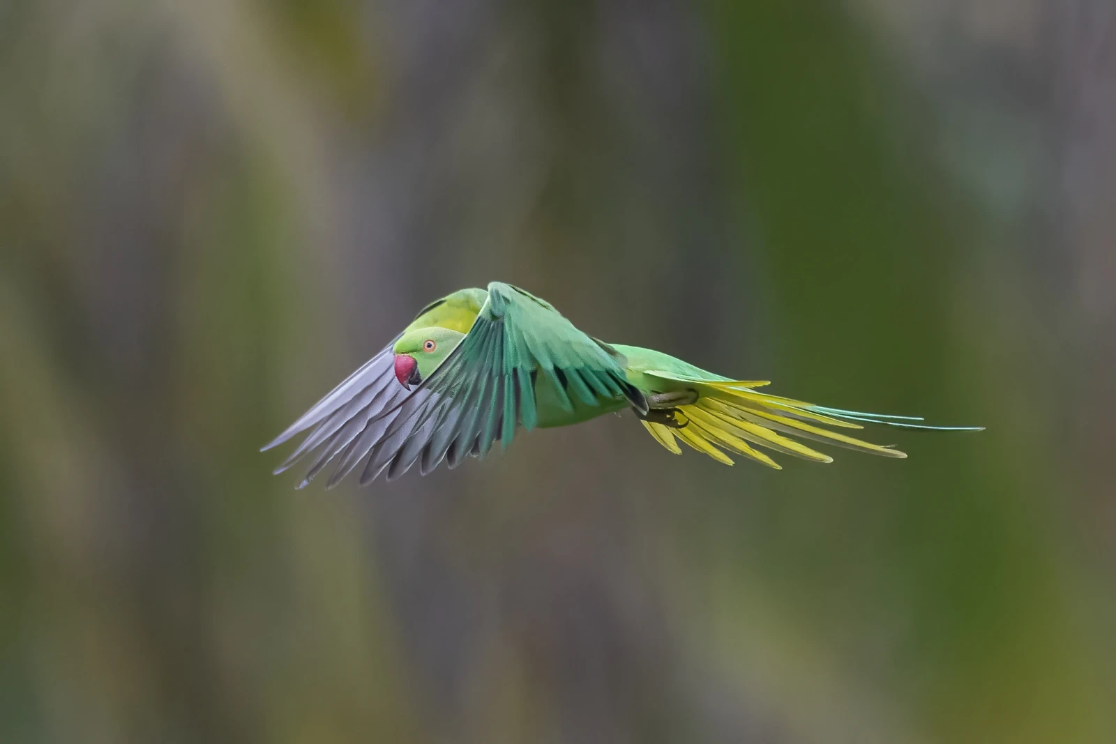 Rose-Ringed-Parakeet 15