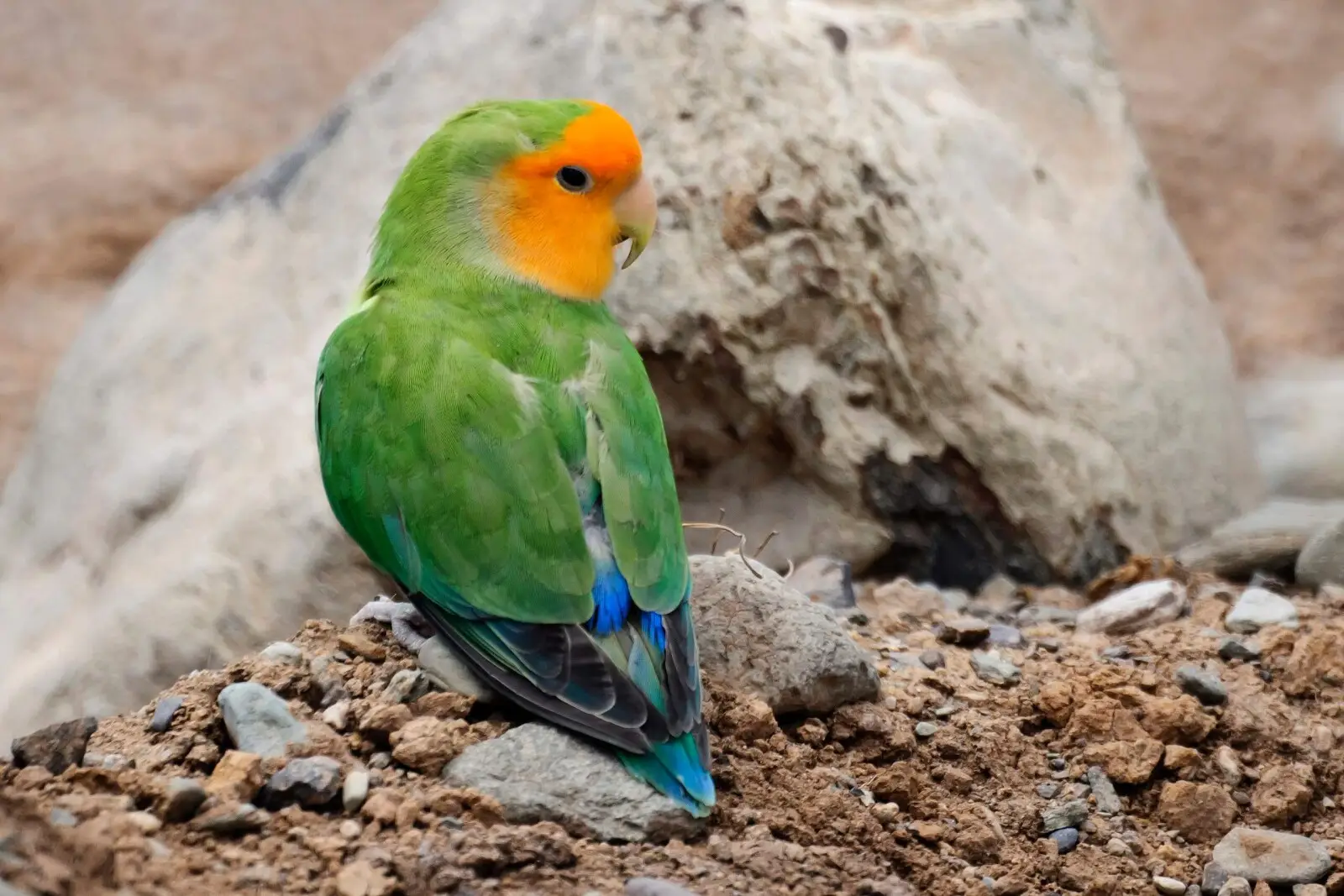 Rosy-Faced-Lovebird 01
