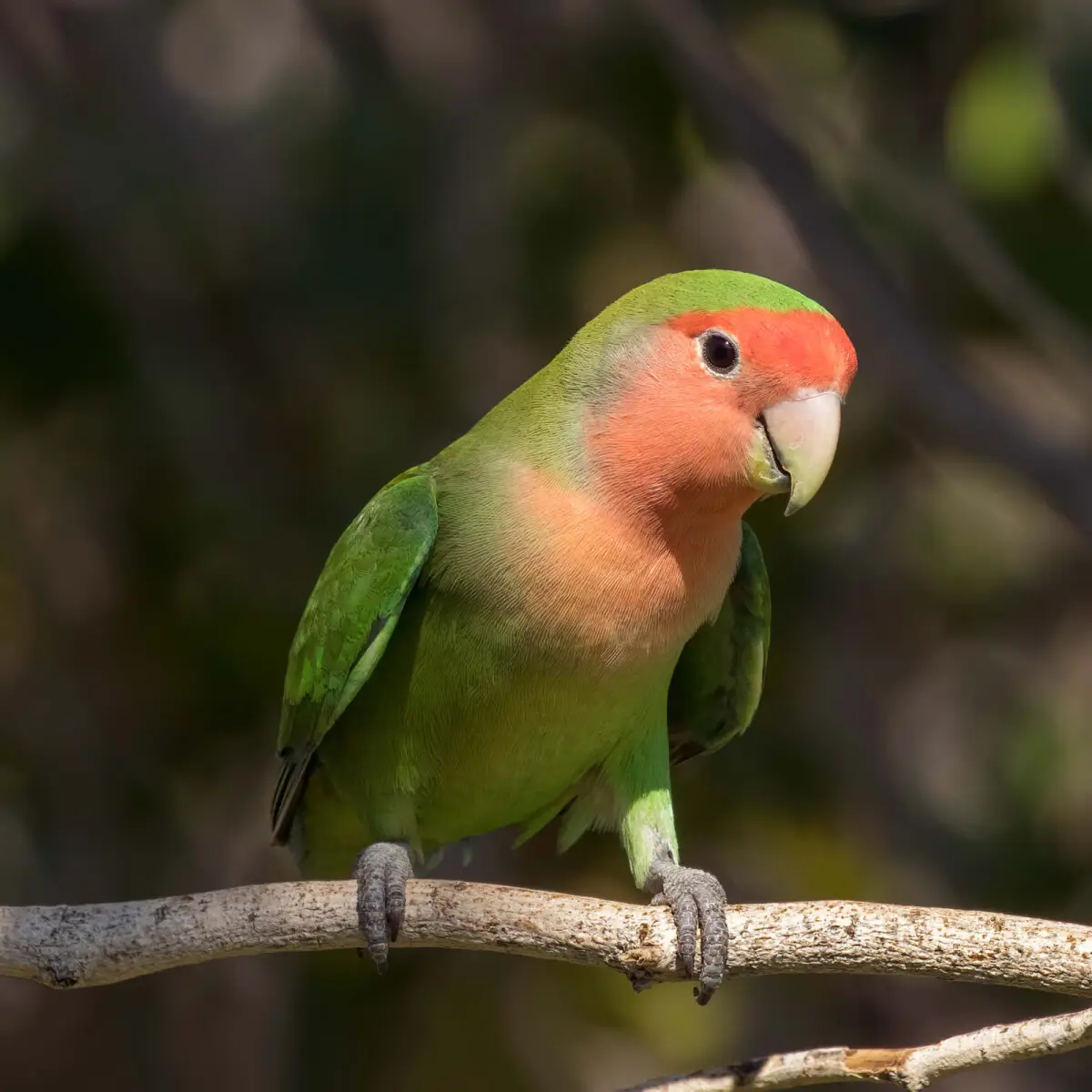 Rosy-Faced-Lovebird 02