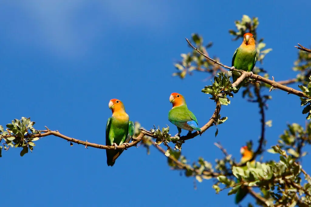Rosy-Faced-Lovebird 03