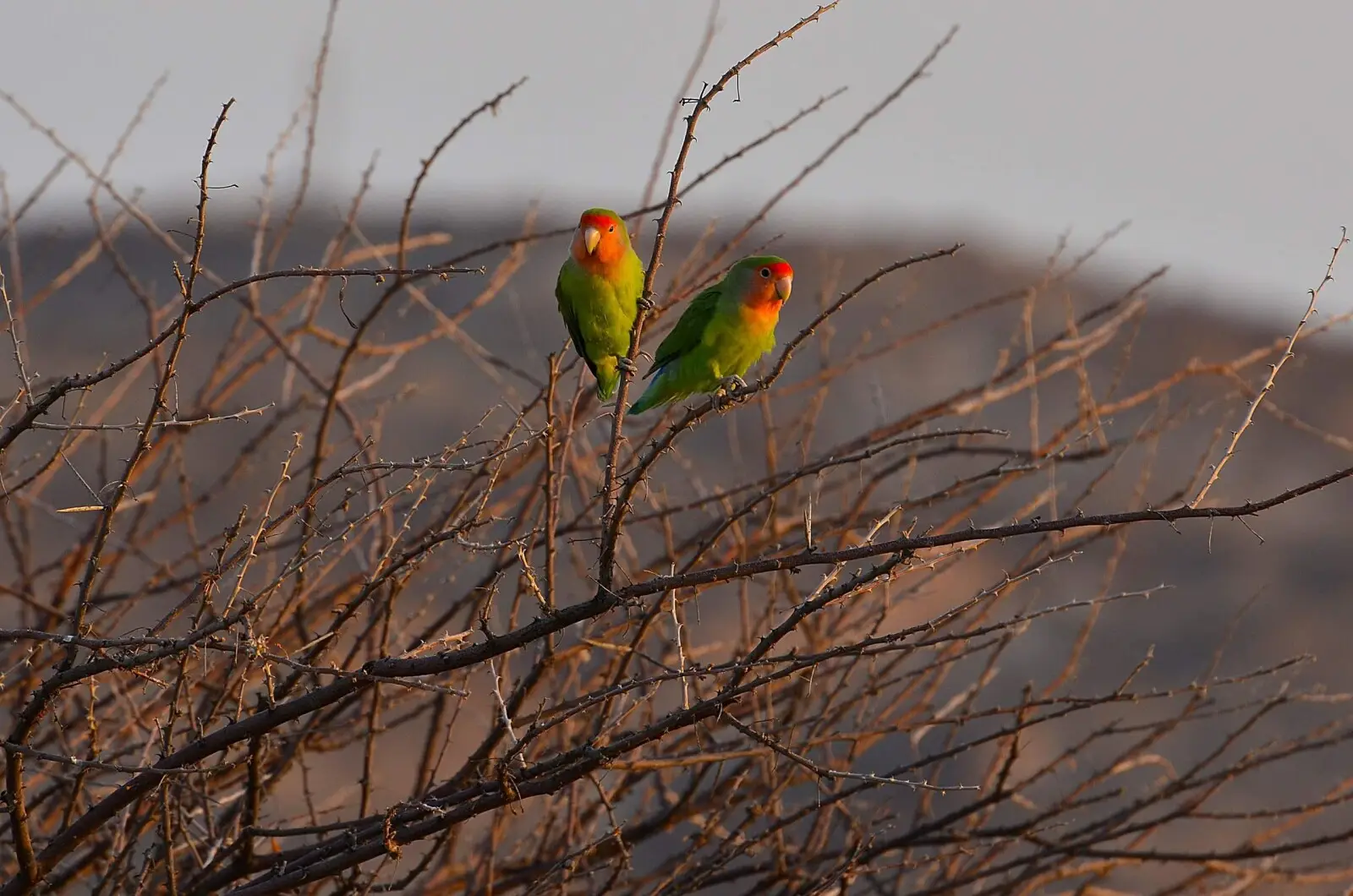 Rosy-Faced-Lovebird 04