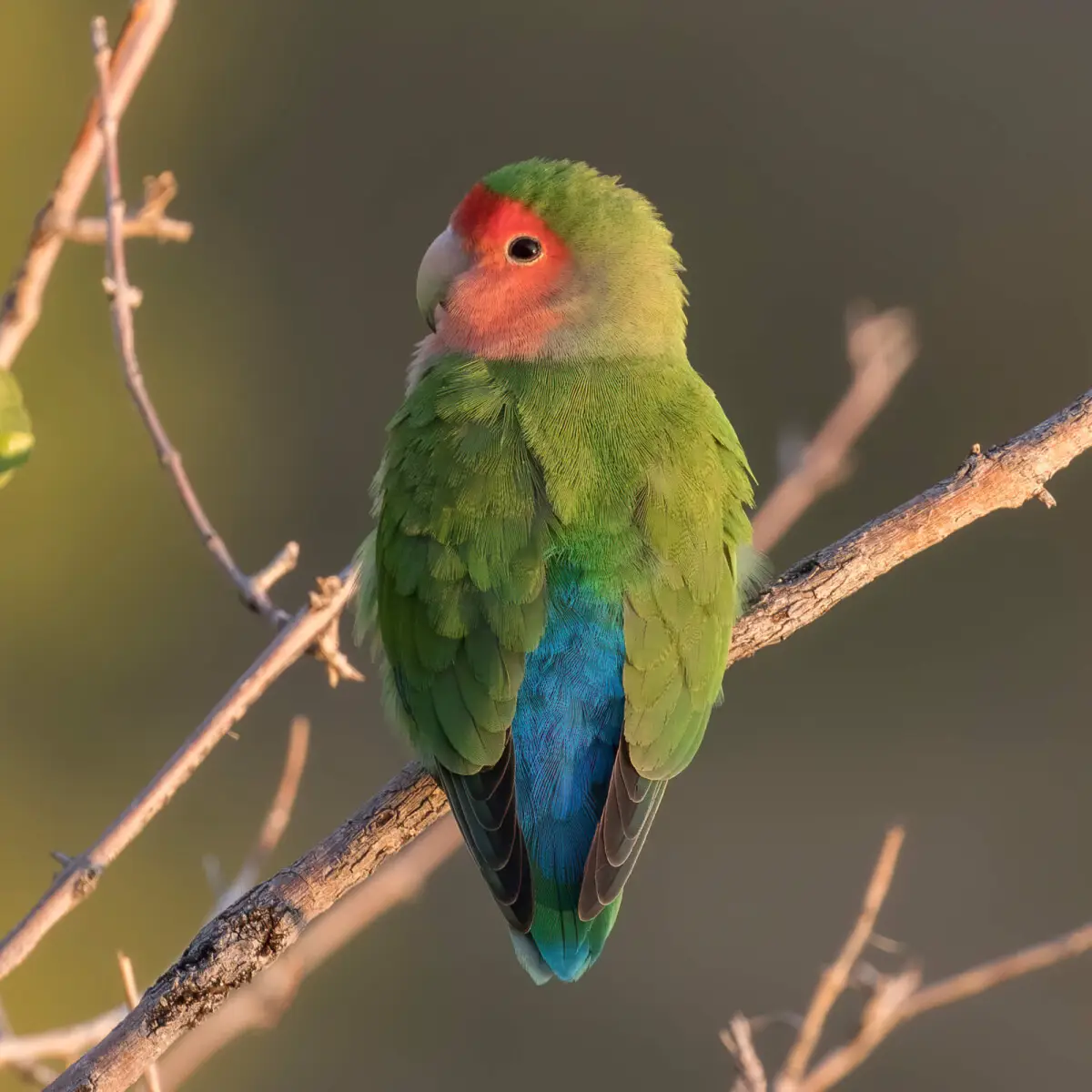 Rosy-Faced-Lovebird 05