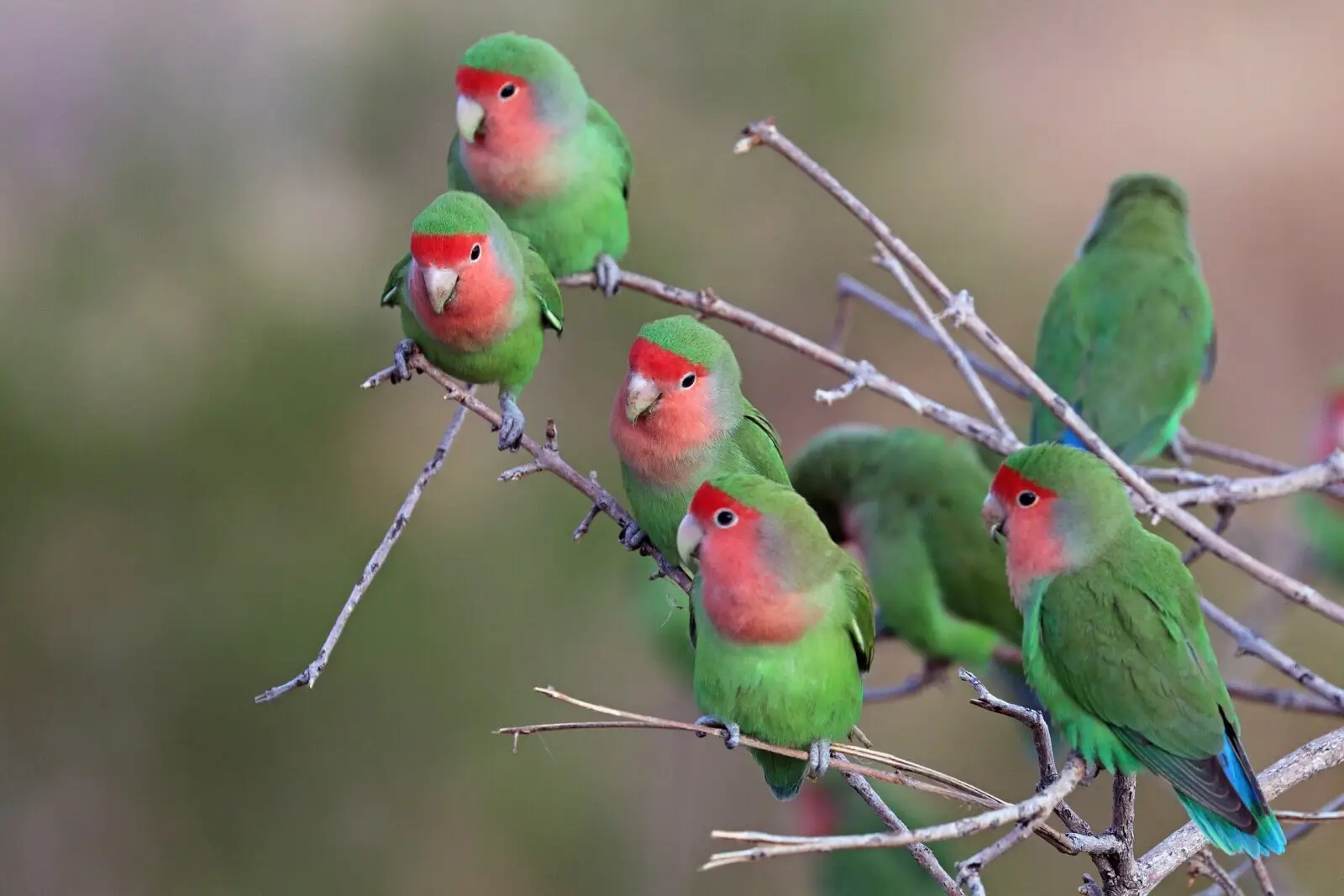 Rosy-Faced-Lovebird 06