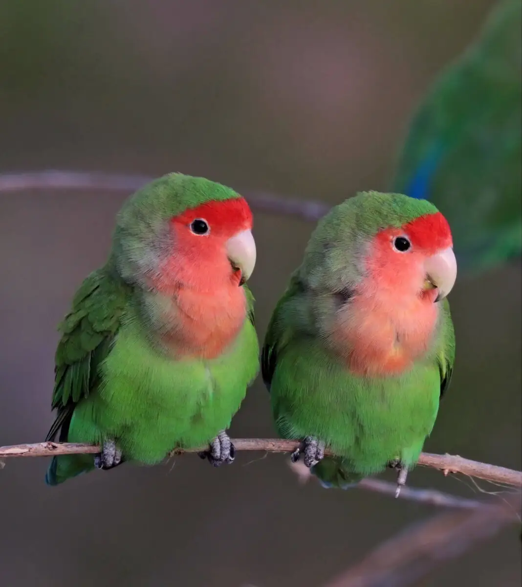 Rosy-Faced-Lovebird 07