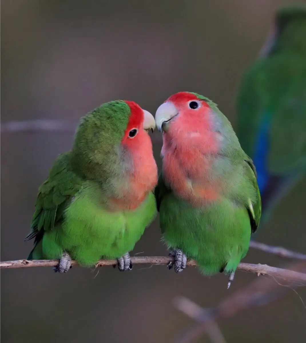 Rosy-Faced-Lovebird 08