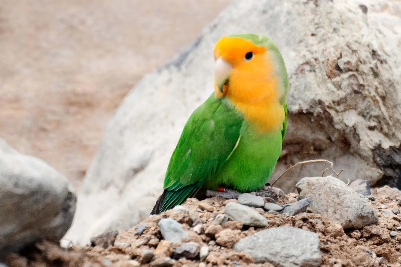 Rosy-Faced-Lovebird 09