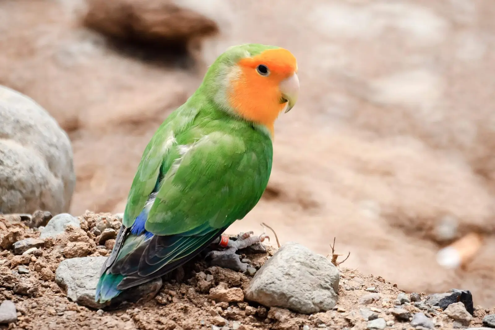 Rosy-Faced-Lovebird 10