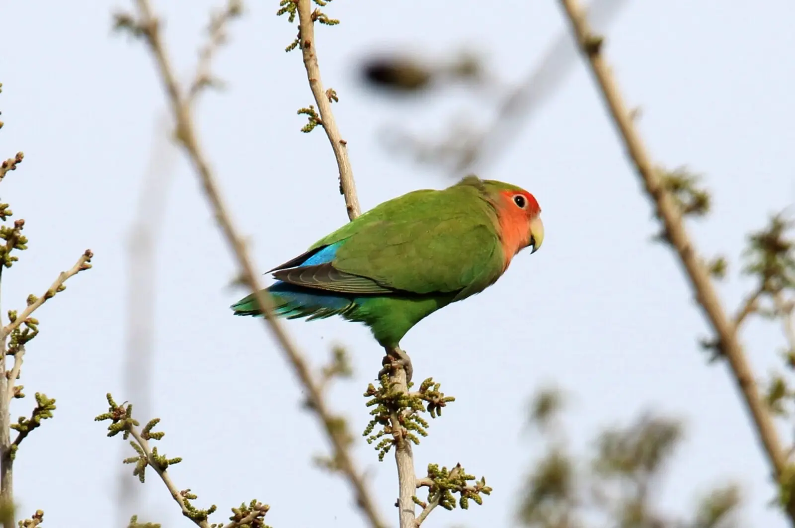 Rosy-Faced-Lovebird 11
