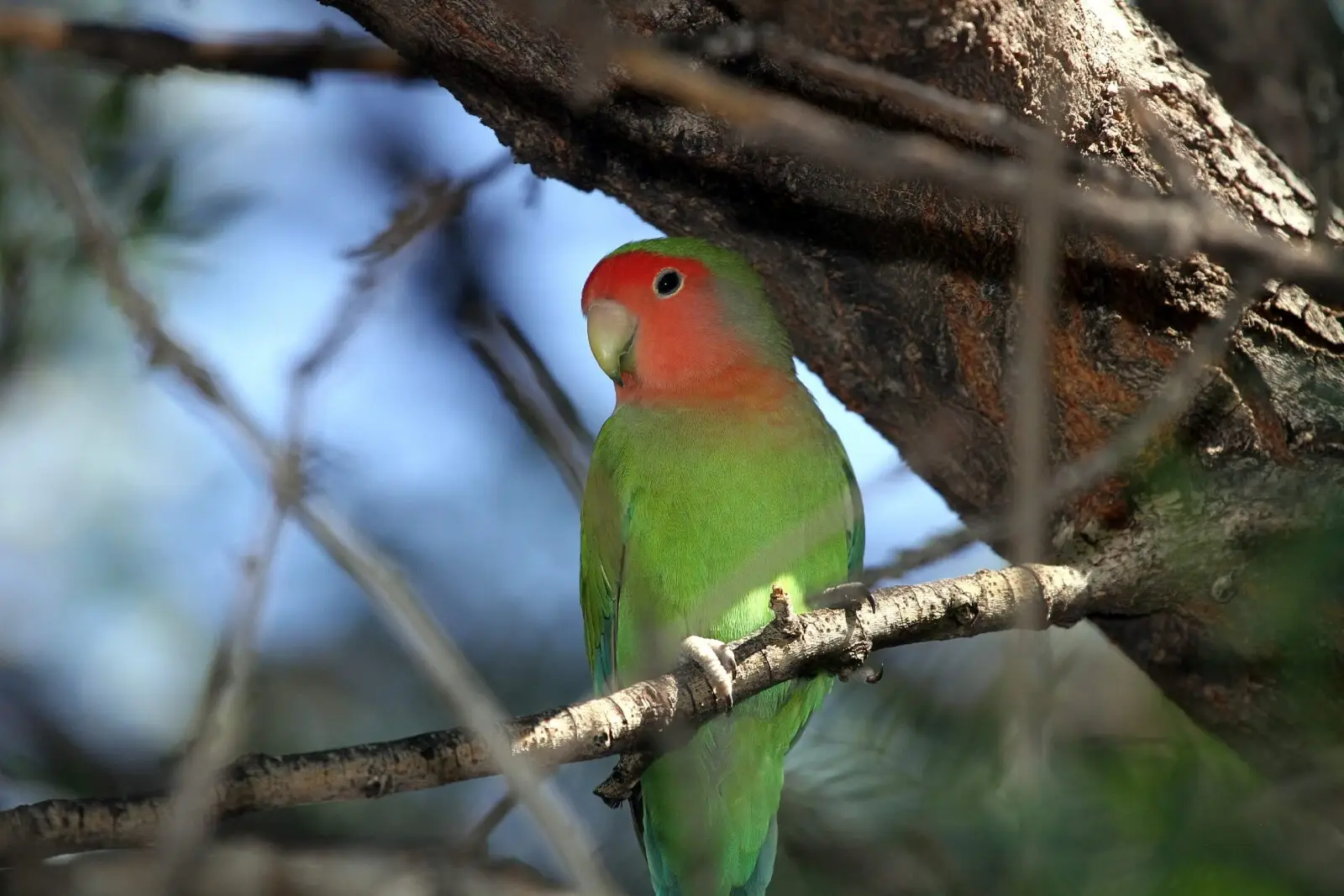 Rosy-Faced-Lovebird 12
