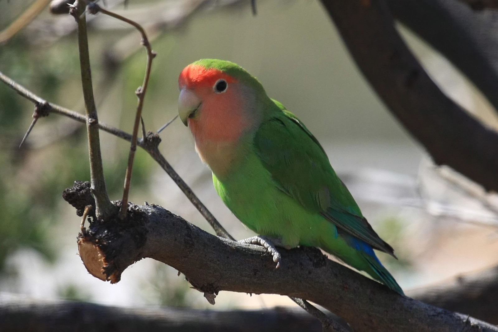 Rosy-Faced-Lovebird 13
