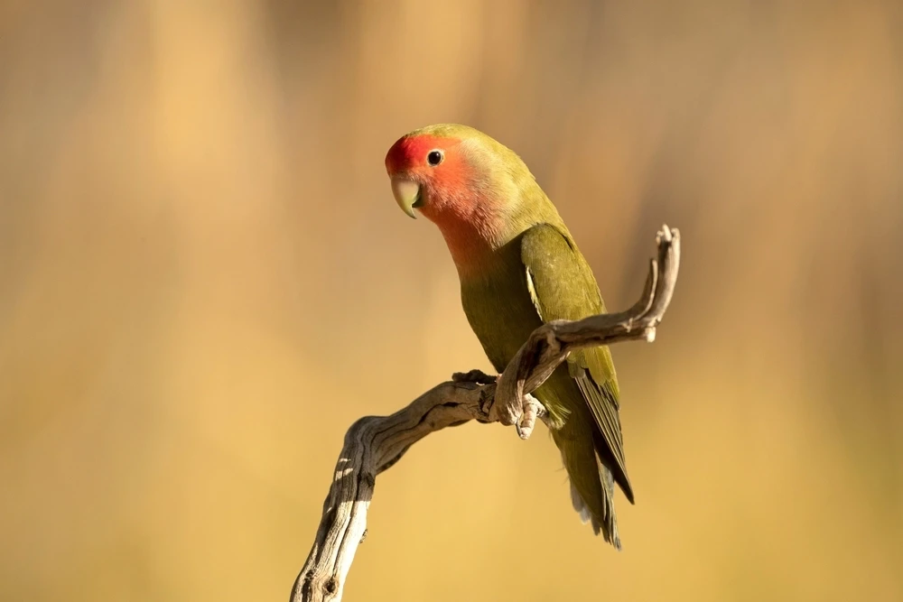 Rosy-Faced-Lovebird 14