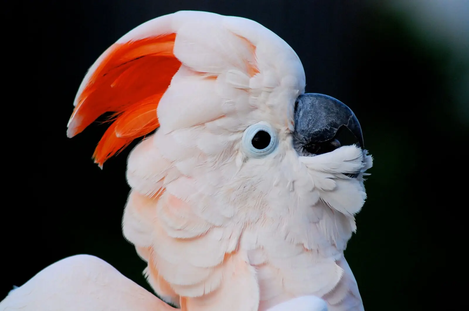 Salmon-Crested-Cockatoo 01