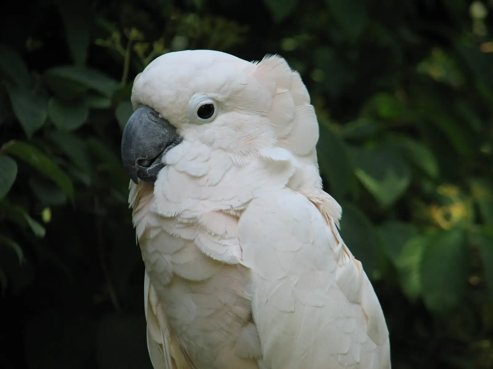 Salmon-Crested-Cockatoo 02