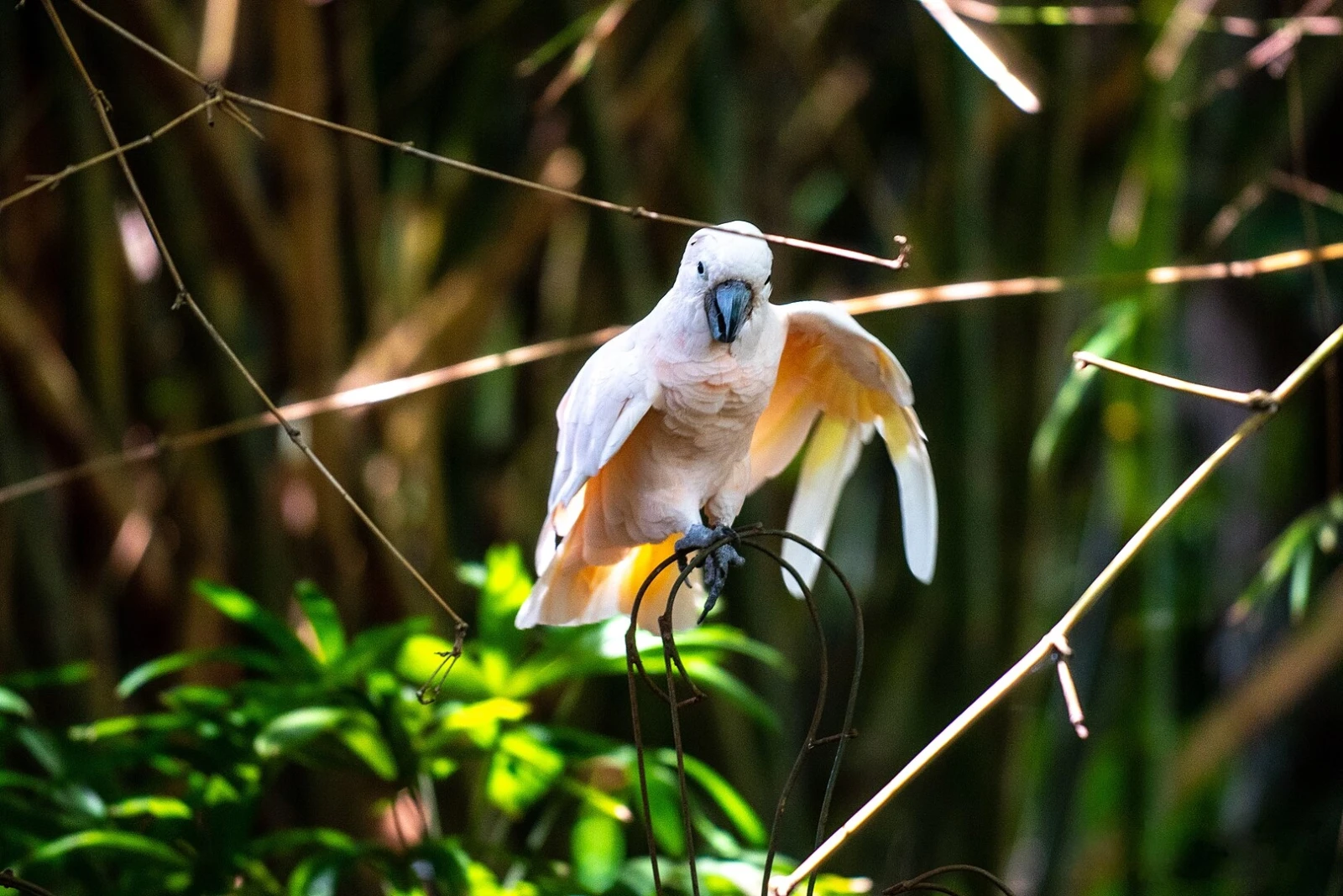 Salmon-Crested-Cockatoo 03