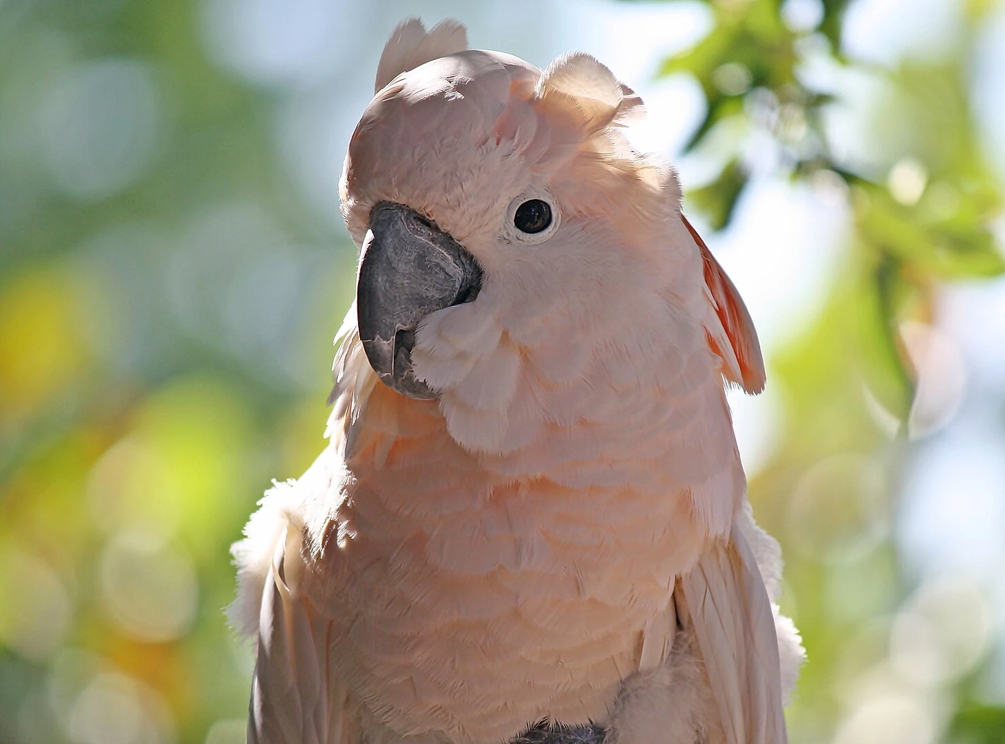 Salmon-Crested-Cockatoo 04