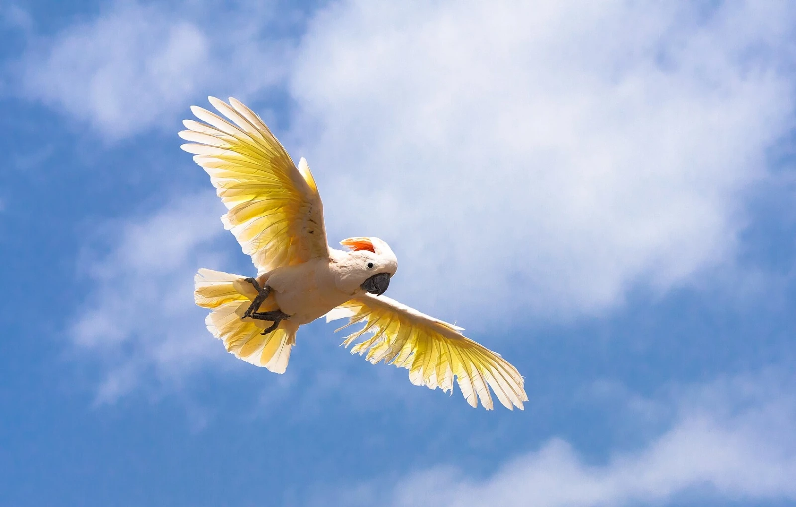 Salmon-Crested-Cockatoo 05