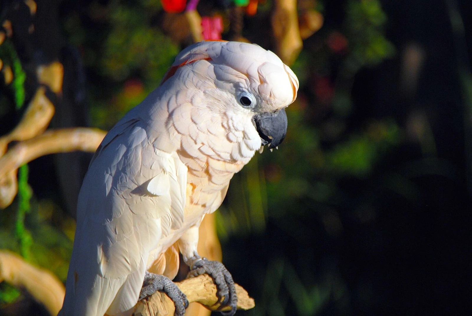 Salmon-Crested-Cockatoo 06