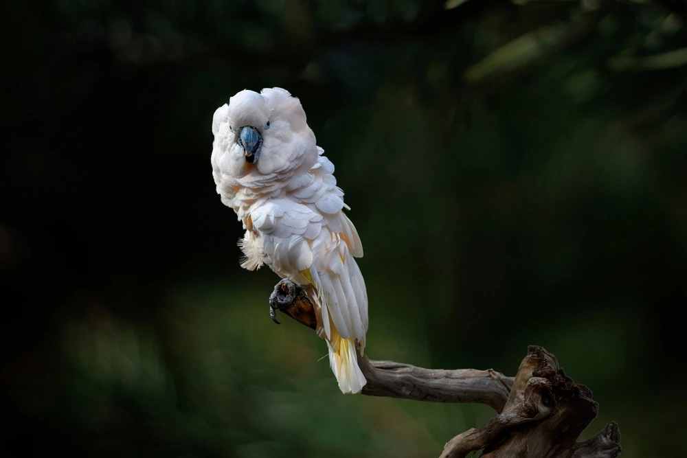 Salmon-Crested-Cockatoo 07