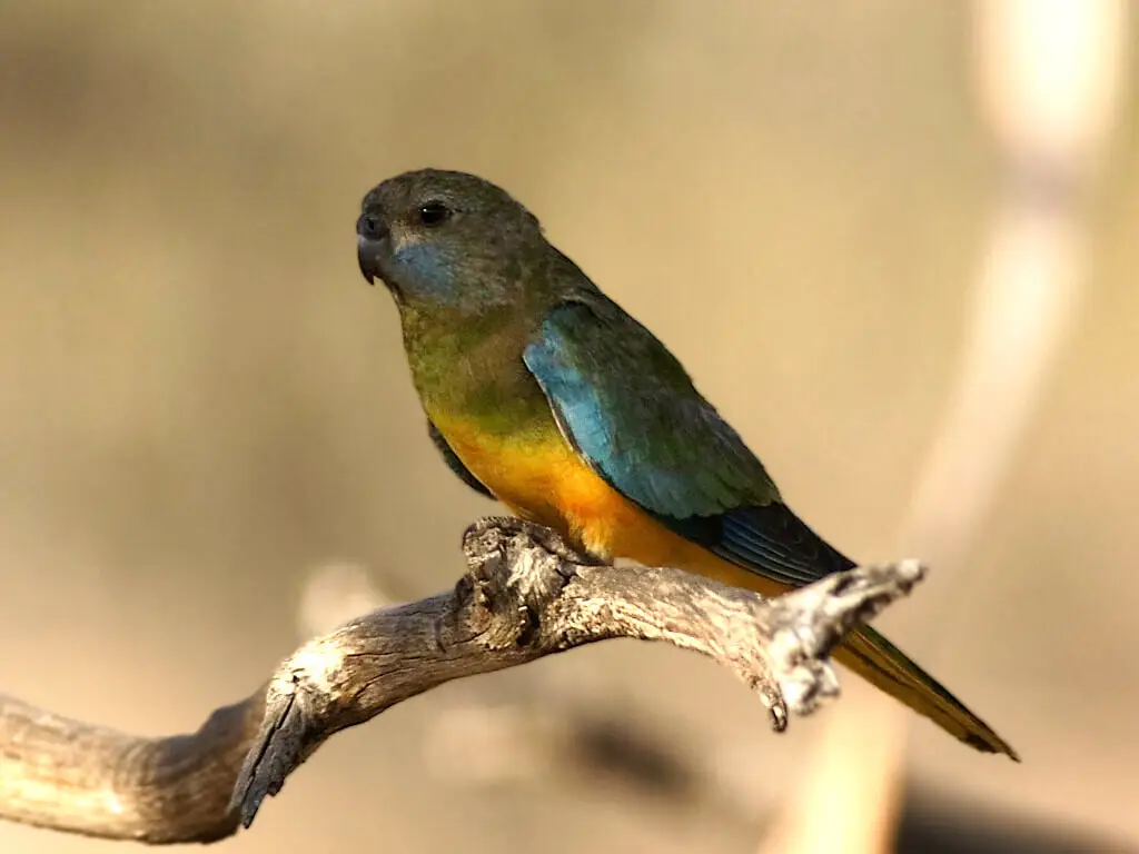 Scarlet-Chested-Parrot 01